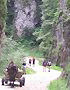 through the Zarnesti Gorge